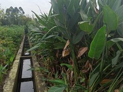 -白鹭湾湿地公园