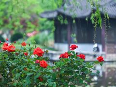 -莫愁湖公园
