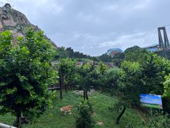 -西霞口神雕山野生动物世界