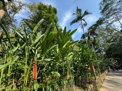 -中国科学院西双版纳热带植物园