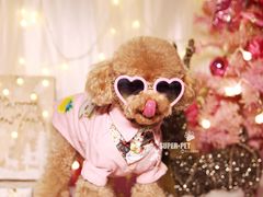 -超宠爱宠物摄影-Super pet