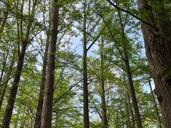 -阳台山自然风景区