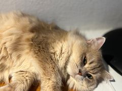 -琪喵猫屋·撸猫猫咖·猫舍