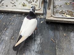 -海南槟榔谷黎苗文化旅游区