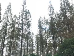 -崇明东平国家森林公园烧烤房车露营地