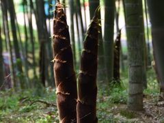 -天下银坑