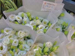 -溪岸路花鸟市场