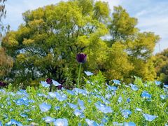 -上海共青森林公园