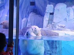 -上海海昌海洋公园-冰山北极馆