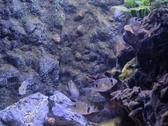 -上海海洋水族馆