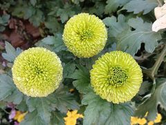 -螃蟹岬(地铁站)