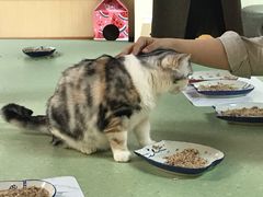 -猫和宫(六道口店)
