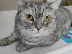 -瑞派宠物医院(搏威敦和院)