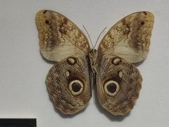 -上海昆虫博物馆