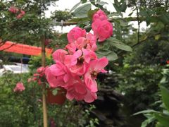 -凤来栖·净庭院·火锅(欧尚店)