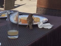 iphone_upload_pic-敦煌山庄摘星阁