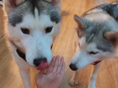 -Husky Go! 哈士奇体验馆·宠物咖啡厅狗咖