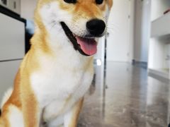 -宠福鑫康馨动物医院·骨科·眼科
