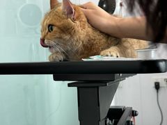-爱洗澡的猫(望京店)
