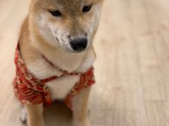 丸子-豆柴町-柴犬主题狗咖(红鼎国际C座店)