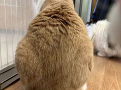 -MOYOYO猫咪咖啡店