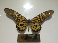 -上海昆虫博物馆