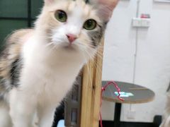 -猫色咖啡·猫咖