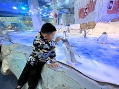 -芜湖新华联大白鲸海洋公园