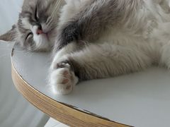 -怪兽屋·羊驼·猫咖·狗咖(俊华广场店)