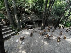 -黔灵山公园