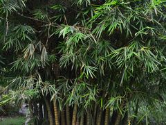 -广西壮族自治区药用植物园