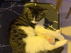-平行世界·猫咖(首经贸店)