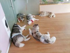 -Husky Go! 哈士奇体验馆·宠物咖啡厅狗咖