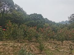 -大雁山风景区