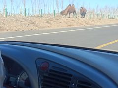 -新疆天山野生动物园