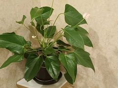 -旺顺阁海鲜广场(亚运村店)