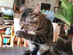-海边的猫和咖啡馆