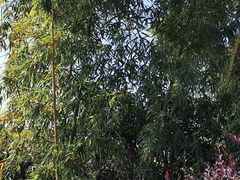 -羊山湖公园