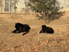 -石家庄市动物园
