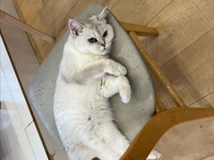 -Let's go狗咖·猫咖·奶狗·桌游(春熙路IFS店)
