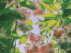 -长白岛森林公园