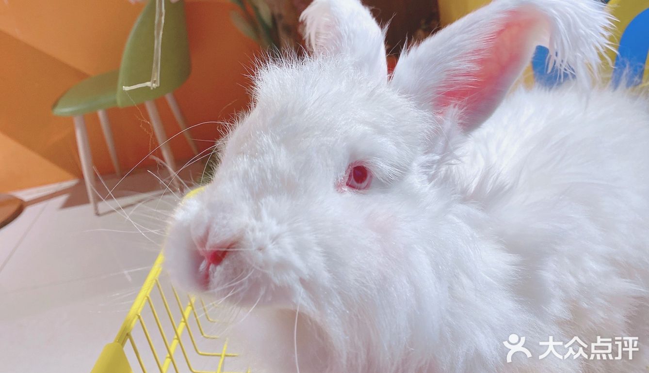 人形种草机 今天又营业了 有一家宝藏店铺 坐落在郑州