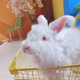 人形种草机 今天又营业了 有一家宝藏店铺 坐落在郑州