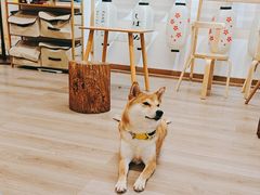 -柴迷FANS CLUB·柴犬狗咖·猫咖