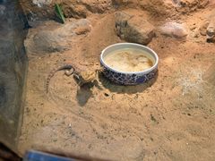 -上海大自然野生昆虫馆(东方明珠·爬宠昆虫探索中心)