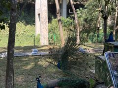 -西双版纳原始森林公园