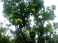 -昆山城市生态森林公园