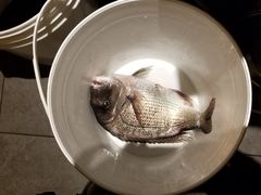 -海九澎湖海鲜餐厅