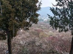 -香雪海