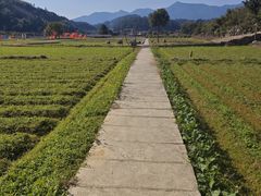 -福建土楼（华安）旅游区•大地土楼群